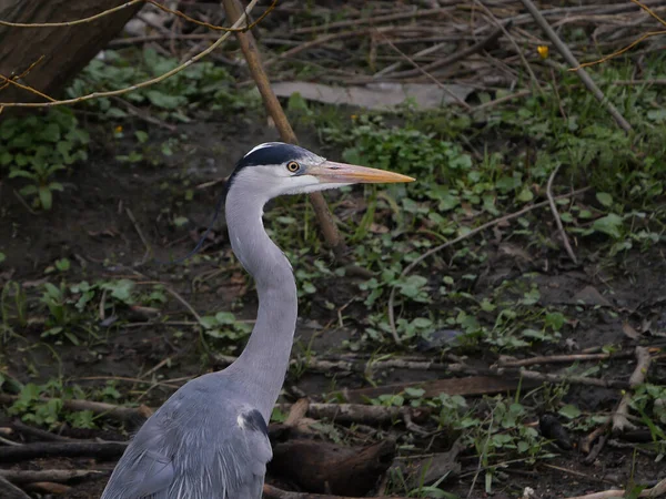 Heron Cinzento Ardea Cinerea Retrato Vadear Uma Caça Rio Para — Fotografia de Stock