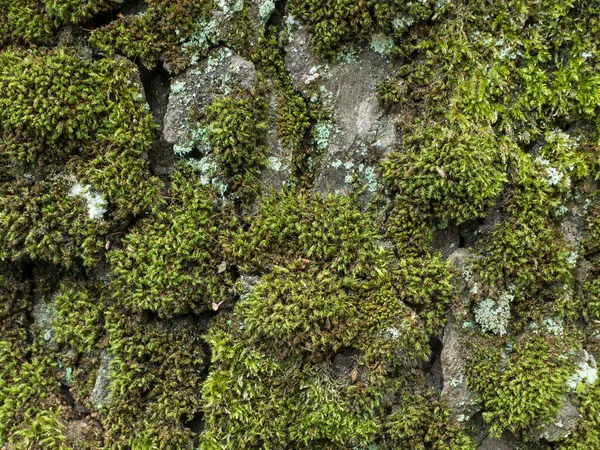 Closeup Rough Tree Trunk Moss Growing Bark — Stock Photo, Image
