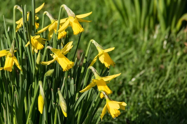 아름다운 Daffodil Narcissus — 스톡 사진