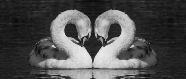 Cisne Com Pescoço Arqueado Espelhado Formando Coração Preto Branco — Fotografia de Stock