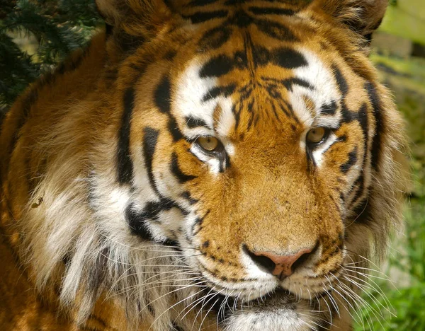 Tygr Amura Tygr Sibiřský Portrét Zblízka Tvář Jasně Žlutýma Očima — Stock fotografie