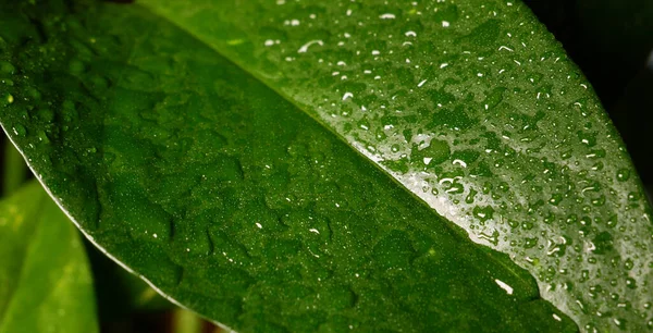 Closeup Macro Water Droplets Leaf Rain Shower — Stock Photo, Image