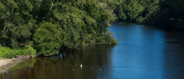 Yazın Portekiz Kırsalında Ave Nehri Nde Yüzen Yaban Ördekleri Kazlar — Stok fotoğraf
