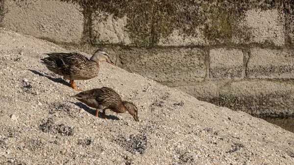 Yazın Kumlu Nehir Kıyısında Bir Çift Gri Ördek Resmi — Stok fotoğraf