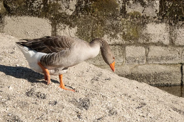 Greylag Ganso Retrato Margem Rio Arenoso Verão — Fotografia de Stock