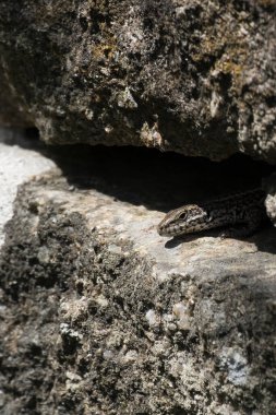 İber duvar kertenkelesi (Podarci hispaniği). Portekiz 'in kırsal kesimindeki eski taş duvardaki çatlaktan çıkan baş.