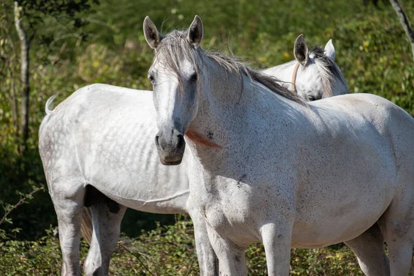 Dwa Białe Konie Łące Latem Zielonym Tłem Liści Portret Bliska — Zdjęcie stockowe