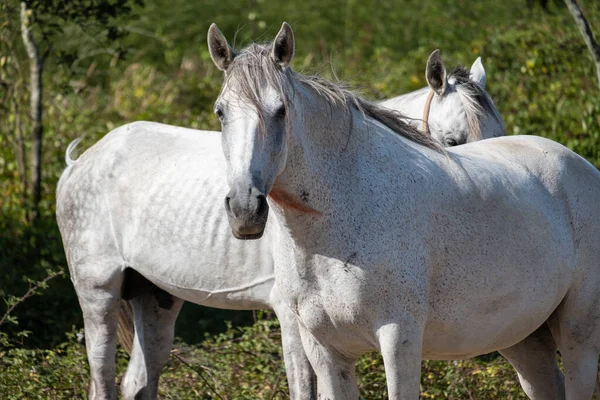 Two white horses in the meadow in summer with green foliage background. Close up portrait.