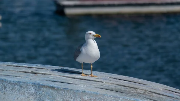 White Seagull Portrait Perched Upturned Boat Fishing Harbor Close — Stock Photo, Image