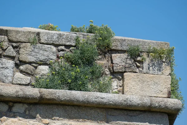 ポルトガルのポヴォア バルジムにあるナポレオンの砦の古い石柱の亀裂で成長している植物 閉じろ — ストック写真