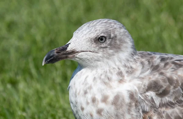 Grey White Seagull Portrait Green Grass Background Looking Left Close — Stock Photo, Image