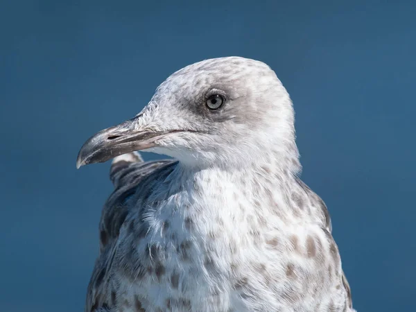 Close Head Portrait Seagull Blue Ocean Background Shallow Depth Field — Stock Photo, Image