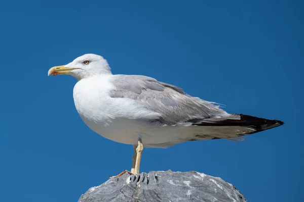 White Seagull Standing Rock Beach Bright Sunny Day Blue Sky — Stock Photo, Image