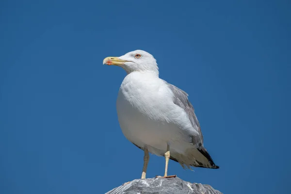 White Seagull Perched Top Rock Summer Blue Sky — Stock Photo, Image