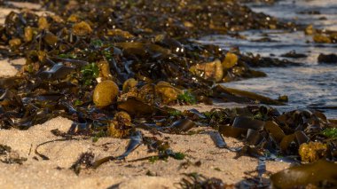 Yazın deniz kıyısında uzanan kahverengi ve yeşil yosun yığınları. Yaklaş, yüzeysel alan derinliği.