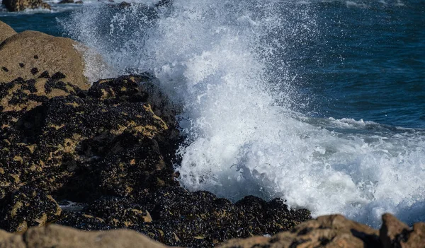 Erős Hullámok Csapódtak Óceán Partján Kagylókkal Borított Szikláknak Fehér Sprayt — Stock Fotó