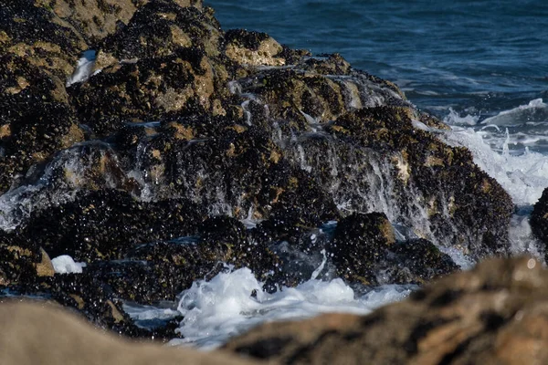 Oceánské Vlny Omývají Skály Pokryté Mušlemi Mořském Břehu — Stock fotografie