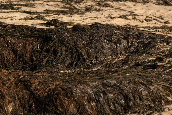 Montones Algas Muertas Bañadas Playa Arena Secándose Sol Primer Plano — Foto de Stock