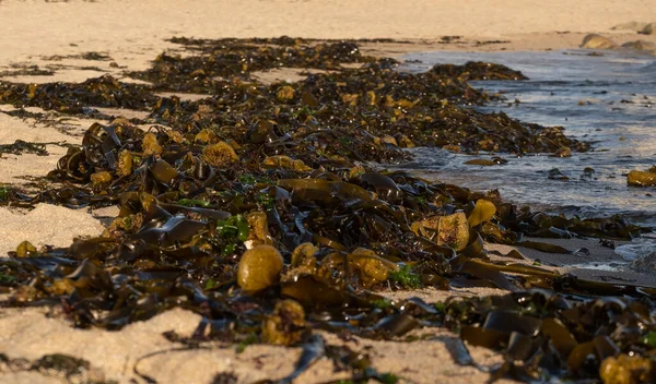 Plage Couverte Algues Denses Angle Bas Faible Profondeur Champ — Photo