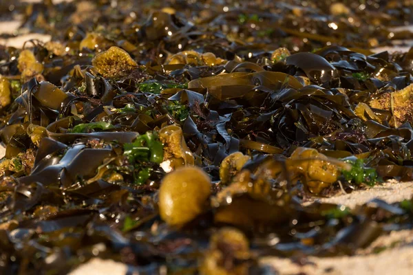Gros Plan Algues Sur Plage Plusieurs Espèces Différentes Marron Vert — Photo