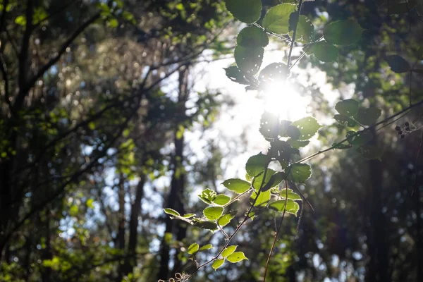 夏の晴れた日に森の中の木々を通して輝く美しい太陽 閉じろ — ストック写真