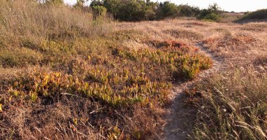 Kumsaldaki kum tepelerinde yetişen kuru ot ve bitkiler. Düşük açı.