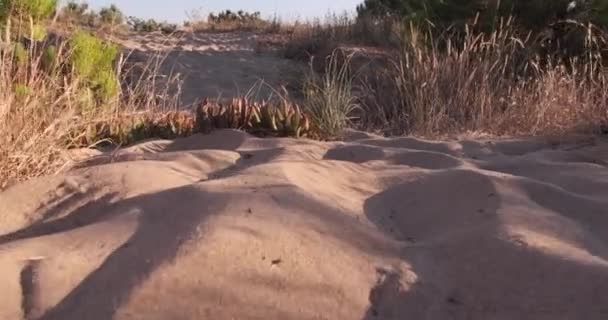 Zandduinen Het Strand Zomer Bij Zonsondergang Lage Hoek Voorwaartse Beweging — Stockvideo