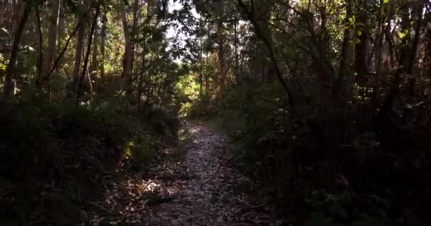 Περπατώντας Κατά Μήκος Του Χωματόδρομου Στο Δάσος Καλοκαίρι Φως Του — Αρχείο Βίντεο