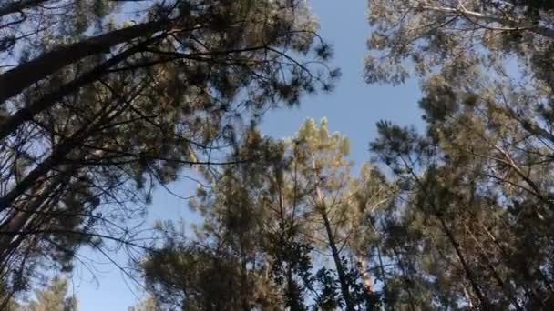 Прогулянка Вздовж Ґрунтової Стежки Лісі Яскравий Сонячний День Влітку Камера — стокове відео