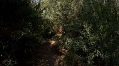 Yazın ormanda ileri doğru yürüyorum. Ağaçlar ve yoğun yeşil bitki örtüsüyle çevrili birinci şahıs POV..
