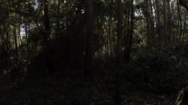 Yazın uzun ağaçların altında, güneşten parlayan merceklerle ormanın tepesinde.. 