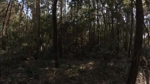 Caminando Hacia Adelante Través Árboles Densos Bosque Verano Con Destellos — Vídeo de stock