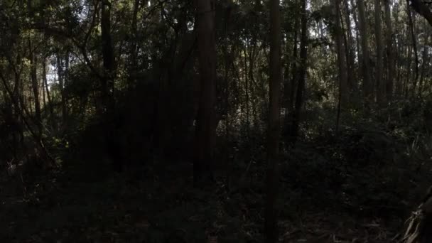 Létě Zalézt Lesů Pod Vysokými Stromy Čočkou Ozářenou Sluncem — Stock video