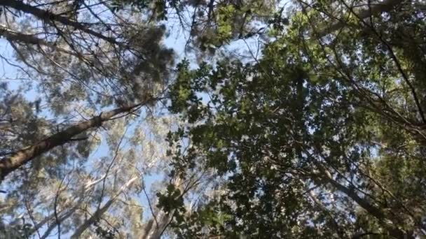 Yazın Ormandaki Uzun Ağaçlar Ağaçların Altında Dönen Çekimler Meşe Yapraklarının — Stok video