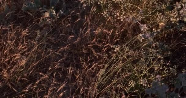 Scharfe Stachelige Disteln Und Getrocknetes Gras Wachsen Sommer Den Sanddünen — Stockvideo