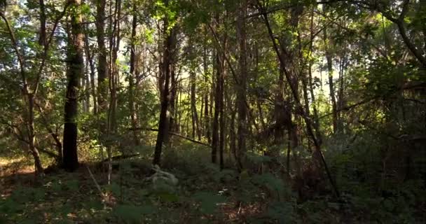 Floresta Verde Verão Portugal Dia Ensolarado Brilhante Com Luz Solar — Vídeo de Stock