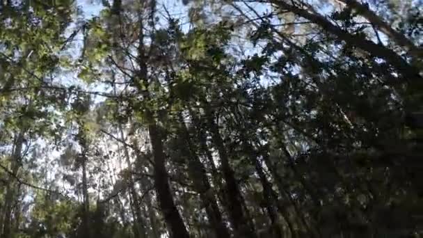 Abstract Rotating Swaying Shot Woods Summer Tall Trees Dense Undergrowth — Stock Video
