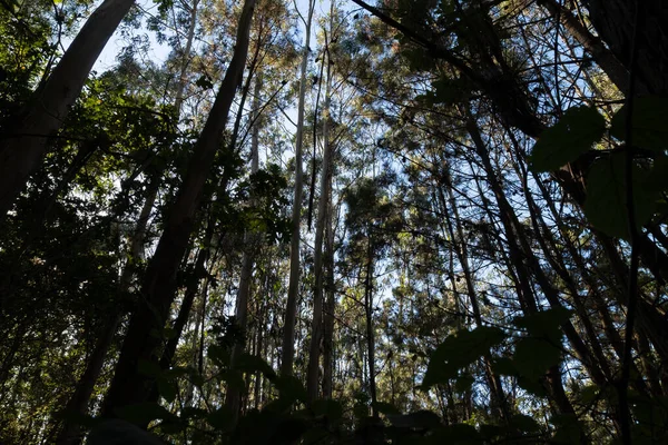 Tall trees in forest with blue sky in summer. Perspective shot from below, looking up.