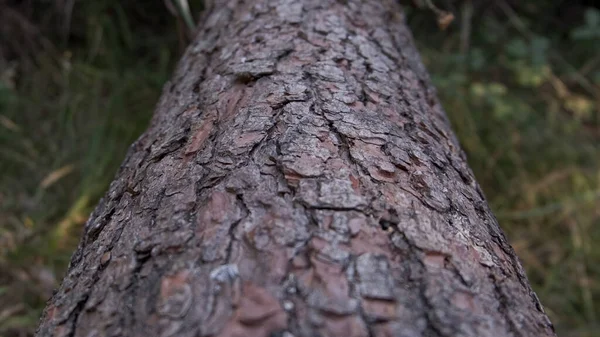 Közelíts Lehullott Fenyőfára Erdőben Sekély Mélységélesség — Stock Fotó