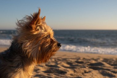 Yorkshire Terrier köpek portresi sahilde. Ön tarafa bakan köpek ve arka planda okyanus olan yan profil.