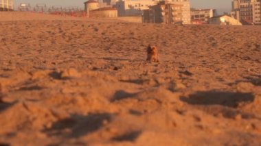 Yorkshire Terrier köpeği sahilde ağır çekimde koşuyor..