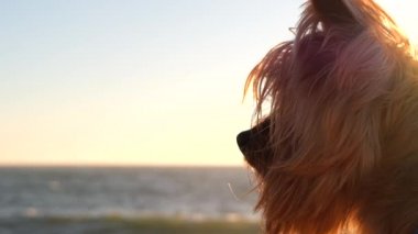 Yorkshire Terrier köpeği. Gün batımında sahilde profil oluşturun. Yavaş çekim.