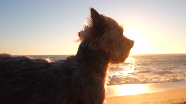 日落时分 约克郡三丽鸥狗在海滩上俯瞰大海 镜头从太阳闪出的慢动作 — 图库视频影像