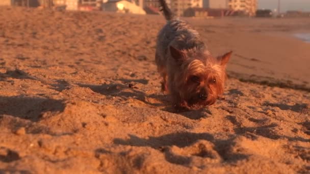 日落时分 约克郡的小狗向沙滩上的相机走去 慢动作 — 图库视频影像