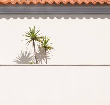 Portekiz kırsalında bir veranda. Palmiye ağaçları ve turuncu çatı kiremitleri duvara gölge düşürüyor. Minimalist arkaplan.