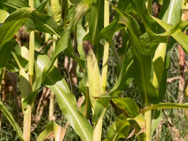 Tarlada yetişen yeşil mısır koçanları