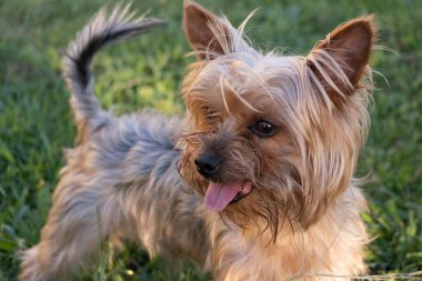 Mutlu Yorkshire Terrier köpekleri parkta oynuyor.