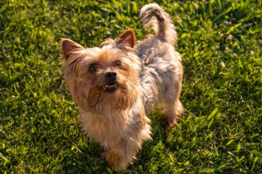 Parkta çimlerin üzerinde oynayan sevimli, genç Yorkshire Terrier köpeği.