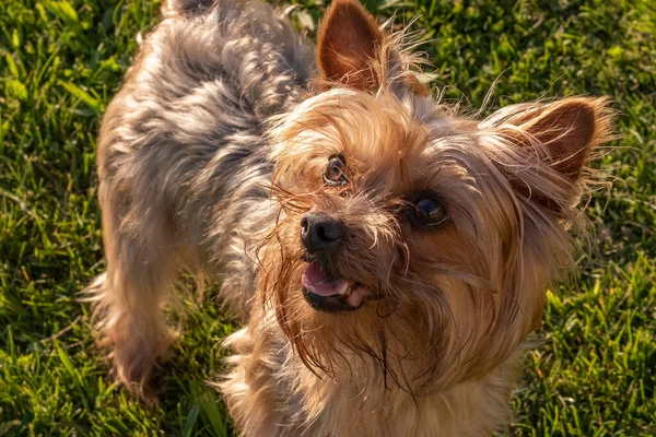 Genç mutlu Yorkshire Terrier köpeğinin çimenlerde oynayan portresi
