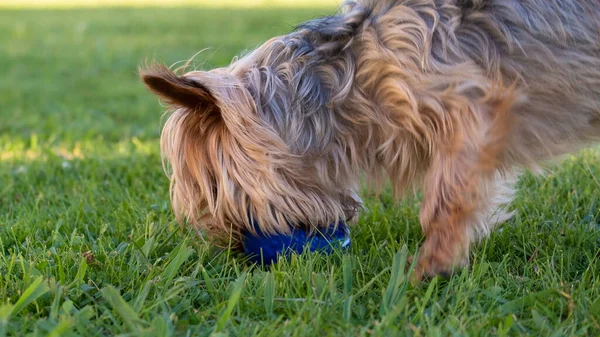 Vue Latérale Rapprochée Chien Yorkshire Terrier Aux Cheveux Longs Mâchant — Photo